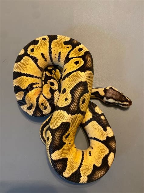 ball python pastel clown